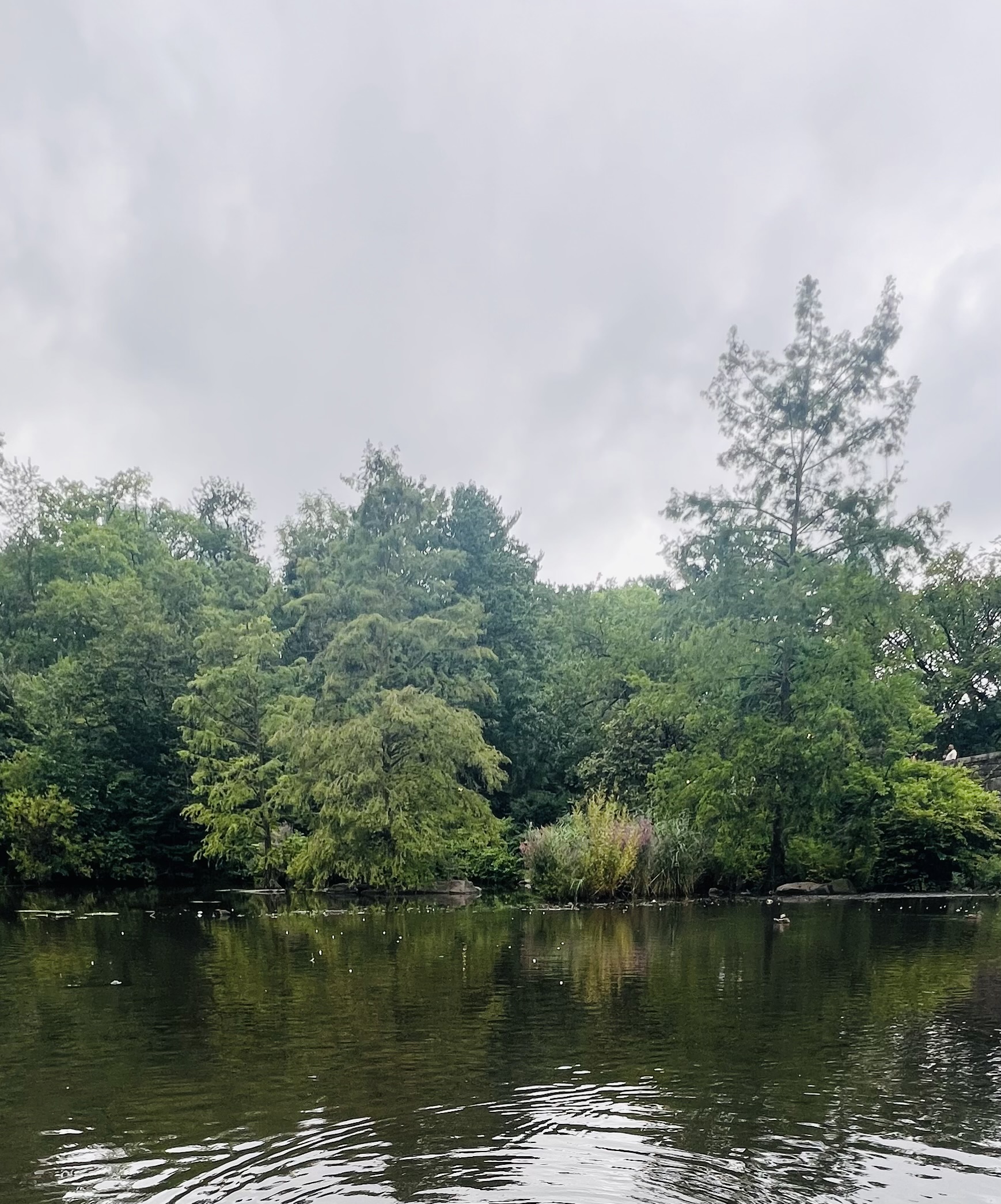 lake with green trees